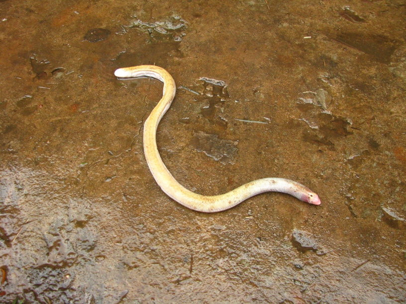 FIGURE 1 FIGURE 1